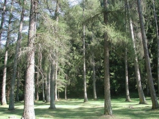 I Larici Del Nostro Parco